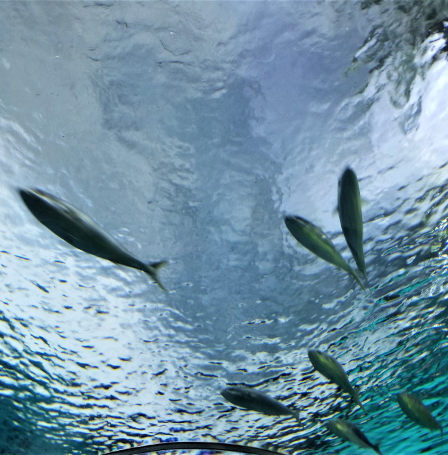 oferta Aqualabo para Aquicultura