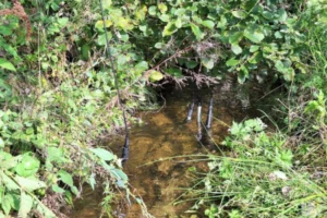 Em ambientes naturais e aquaticos